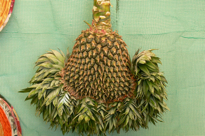 Biliran Agro-Industrial Fair