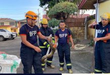 Reticulated python captured by BFP personnel turned over to DENR
