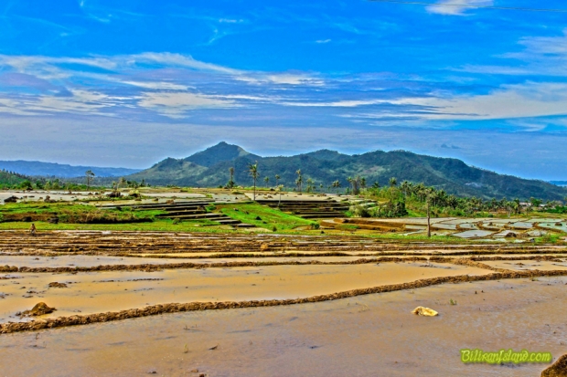 Villa Consuelo rice terraces
