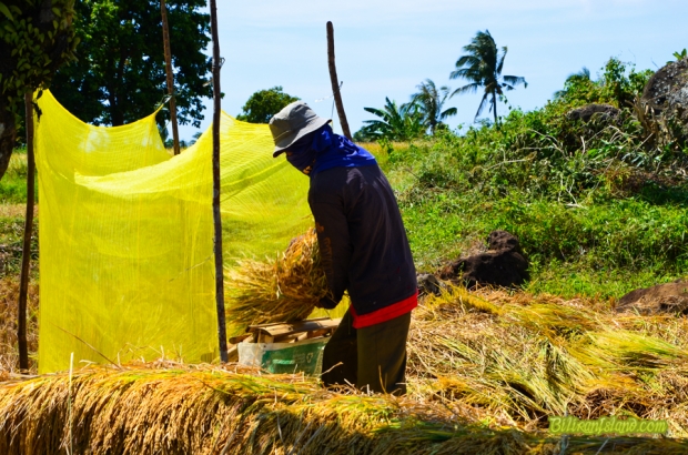 Manual threshing
