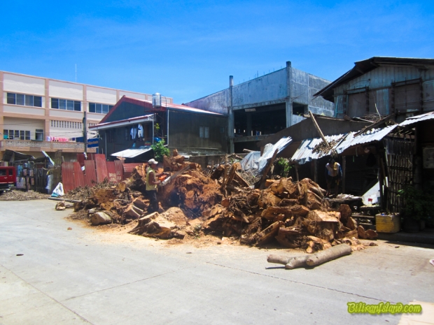 Old tree in Baybay District