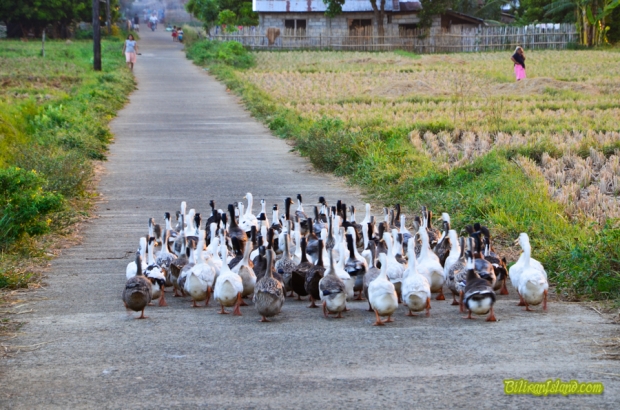 Cute ducks