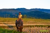 carabao-1.jpg
