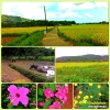 sitioedencapinahannaval.jpg