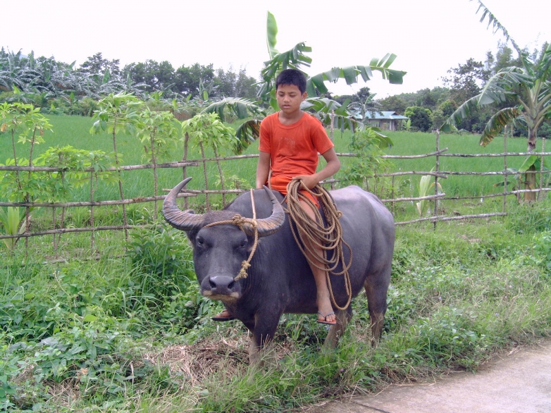 carabao