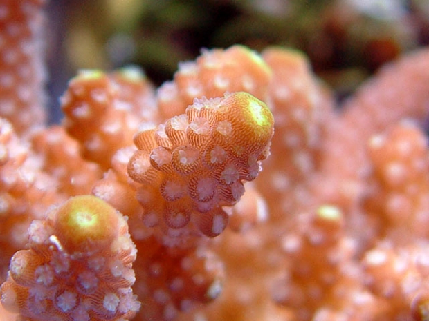 r_polyps