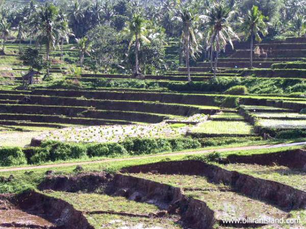 Rice Field