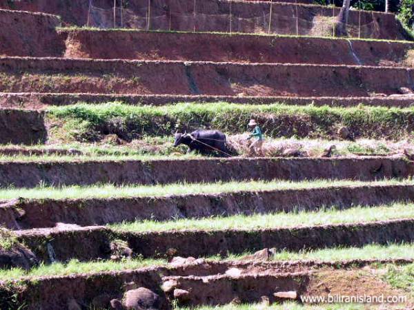 Working the Field