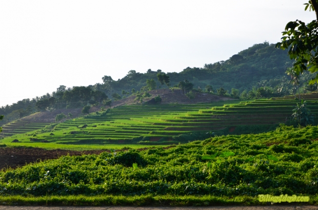 Caucab Rice Terraces