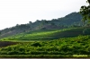 caucabriceterraces-1.jpg