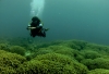 divebiliran.jpg
