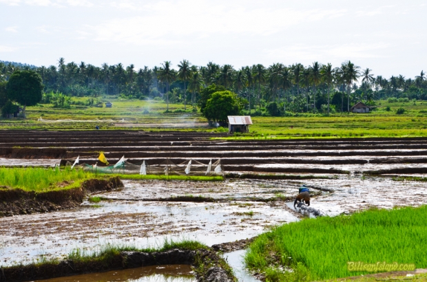 Rice fields