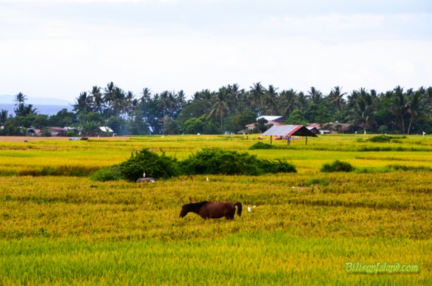 Sitio Anas, Ungale, Kawayan