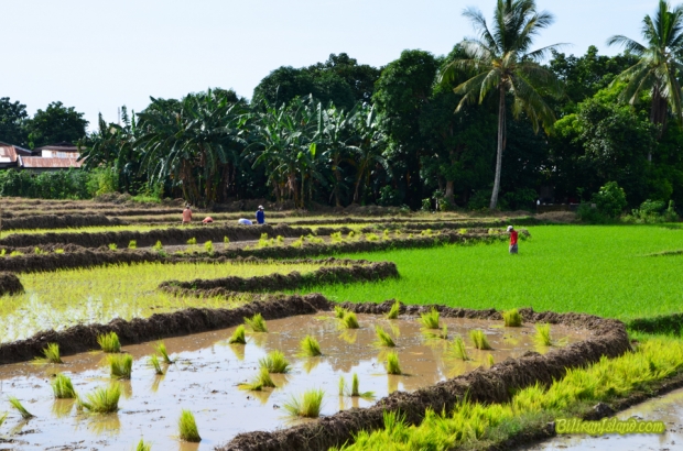 Rice planting season