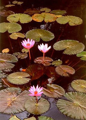 lotus flowers taken in a lagoon pinamihagan