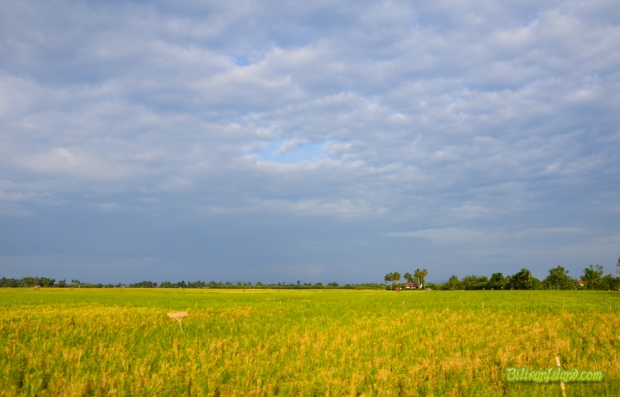 rice field in Caibirian