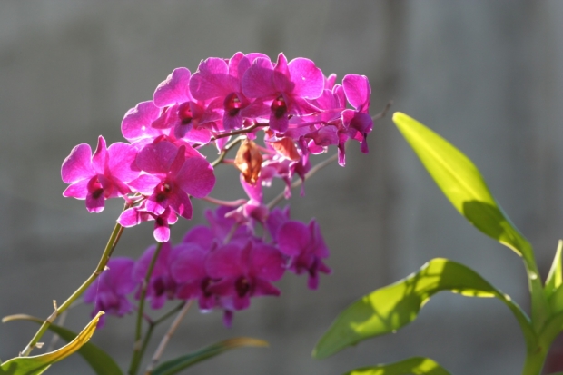 Caibiran Flower