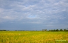 Caibiranricefield-11.jpg