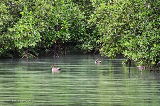Philippine Ducks at Cabucgayan