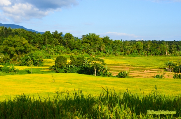 Beautiful view in Brgy. Bat