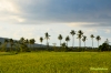 Caibirantown-11.jpg