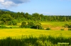 biliranbeautifulricefields-1.jpg
