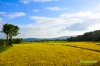 biliranricefields-1.jpg