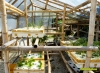 Sambawanislandplants-1.jpg