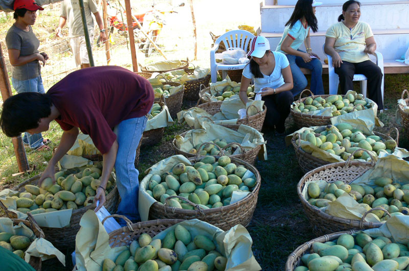 Mango Festival