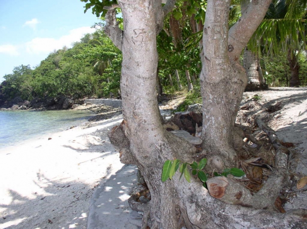 Tree sa Dalutan