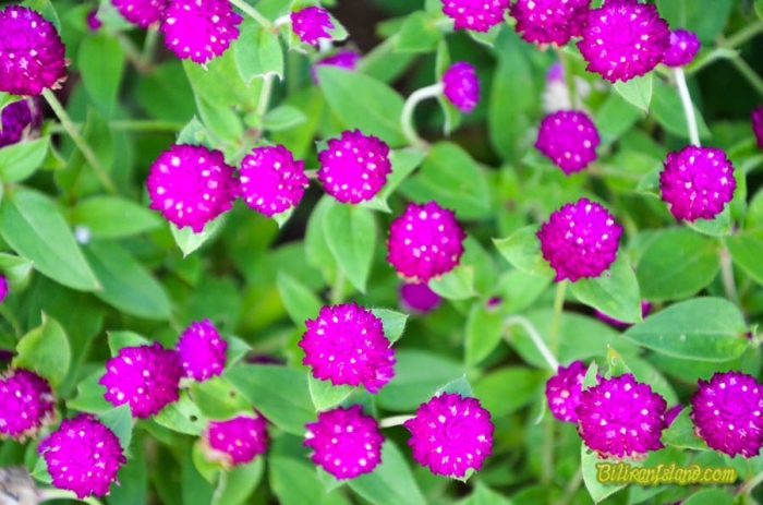 Biliran Flowers