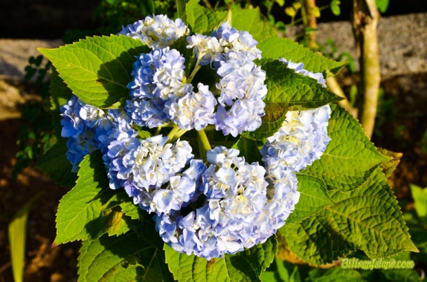 Beautiful flower