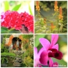 biliranflowers.jpg